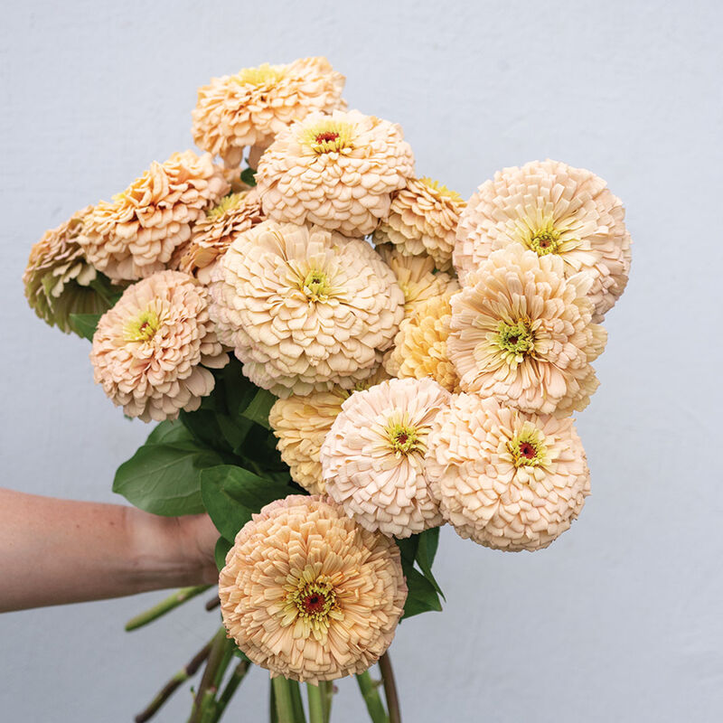 🔥Linen Zinnia Seed