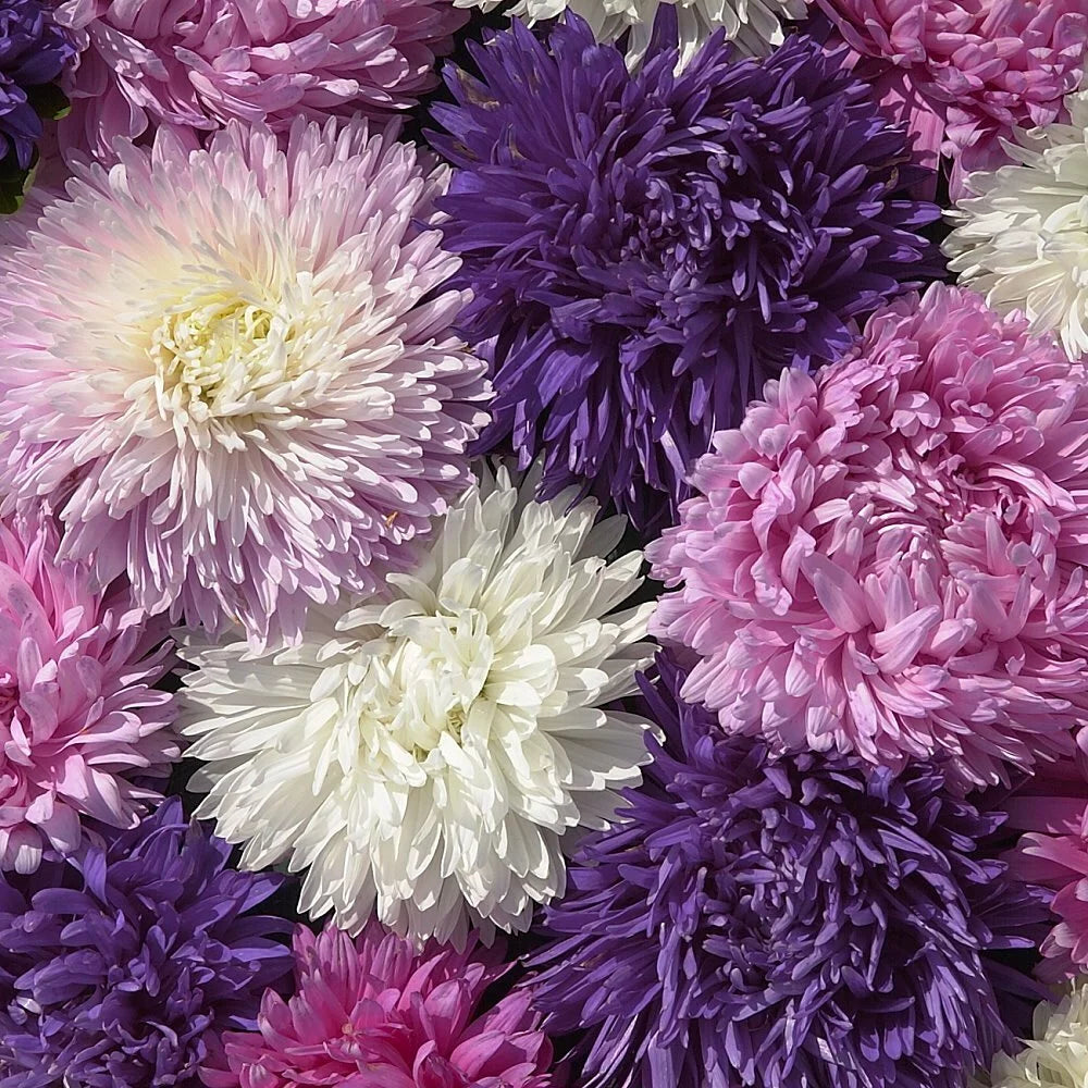 🔥Zinnia Seeds - Pure Seeds - No Filler - Heirloom Flower Seeds